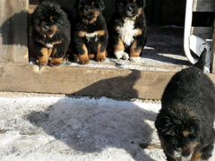 Продам щенков тибетского мастифа