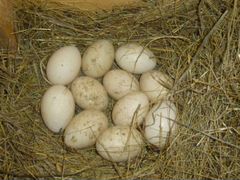 Инкубационные яйца индоутки