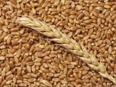 Пшеница урожай 2019г 4го класса