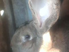Кролики великан ризен