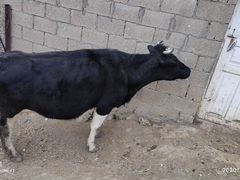 Корова с телёнком