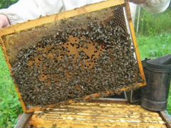 Пчелы, пчелосемьи, пчелопакеты