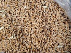 Пшеница на корм животных