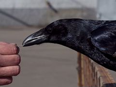 Ворон черный птенцы