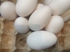 Яйцо гусиное инкубационное "Белая линда"