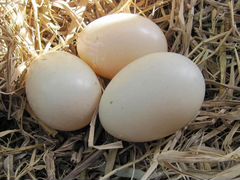 Яйца Гусинные Утиные