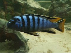 Рыбы Псевдотрофеус демасони