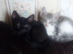 Кошка чёрная и два кота серых