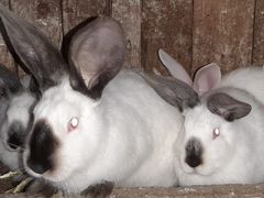 Кролики: калифорнийская и крупная белая породы
