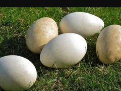 Продается яйцо гусиное от домашних гусей