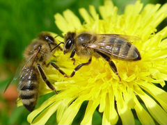 Зимовалые пчелосемьи, пчелы c ульями