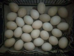 Яйца утиные и куриные домашние