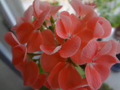 Комнатные цветы. Пеларгония Найт Салмон