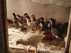 Продам цыплят от 3 дней до месяца