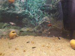 Аквариумные рыбки