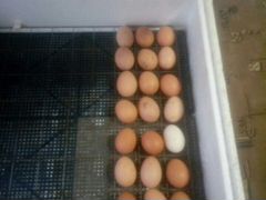 Яйцо инкубационое ломен браун и домашней наседки