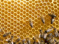 Пчелы, семьи пчел