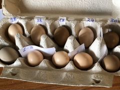Инкубационные яйца золотого фазана и яйца румына