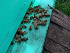 Пчелосемьи продам
