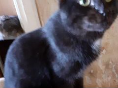 Шикарный черный кот ищет семью