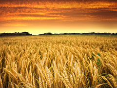 Пшеница семенная