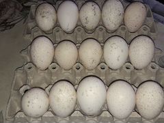 Инкубационное яйцо. индюшки