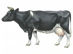 Корова черно пестрая