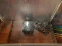 Черепахи и аквариум
