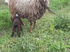 Курдючная овца с ягненком