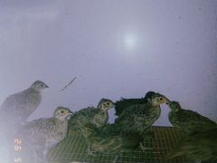 Птенцы охотничьего фазана (1 месяц)