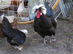 Цыплята разных пород куриц
