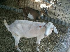 Заано-нубийская коза, козлята