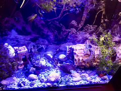 Обустроенный аквариум (новый)