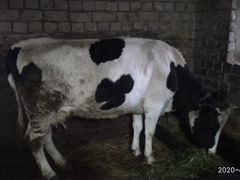 Корова на Курбан Байрам