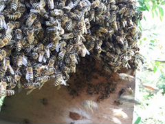 Сниму рой пчёл с вашего участка бесплатно