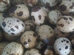 Инкубационное яйцо, суточные- трех суточный перепе