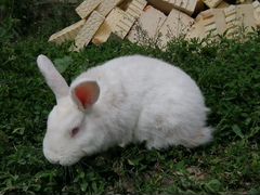 Кролик порода Новозеландский белый