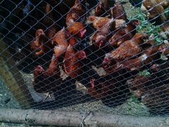 Куры цыплята мясных И яичных пород
