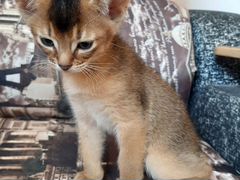 Чистокровный абиссинский котенок