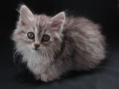 Серебристый котёнок с доставкой на дом. 1.5 месяца