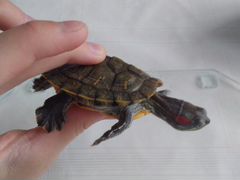 Черепаха красноухая+ аквариум