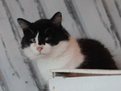 Молодой котик Кефирчик ищет дом