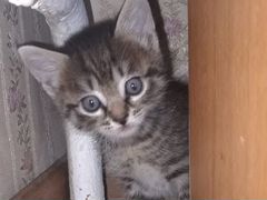 Чудо котик-Вискарик ищет самых любящих родителей