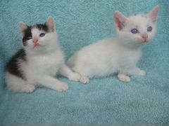 Голубоглазый и черно-белый котята