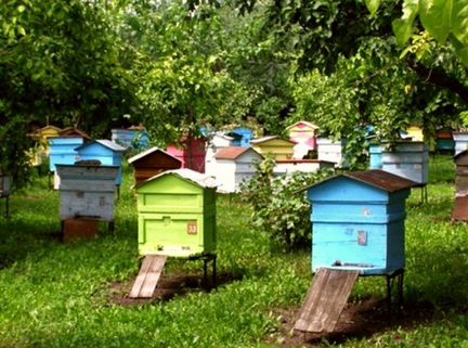 Продам пчелиные семьи