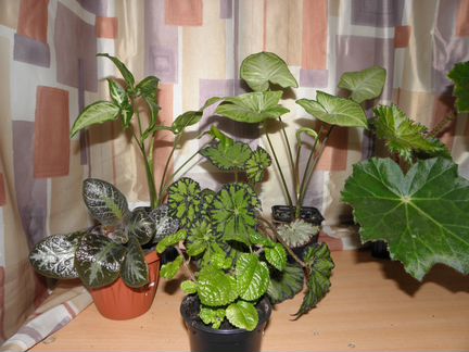 Укорененные отростки комнатных растений