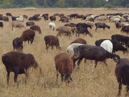 Овцы, баранчики курдючные, полукурдючные, местные