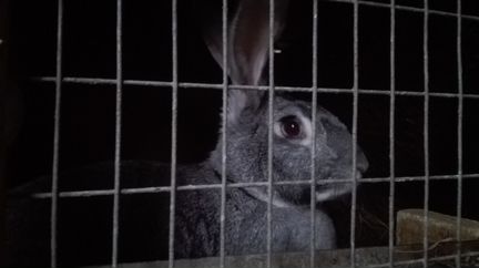 Кролики-Ризены и крольчата