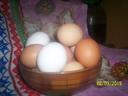 Купить яйца кур на авито. Юла для яиц. Как правильно купить яйца в авито.