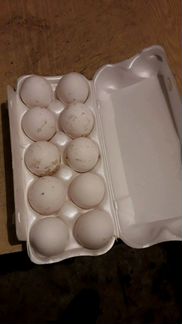 Яйца инкубационное Легорн